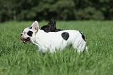 BOULEDOGUE FRANCAIS 748